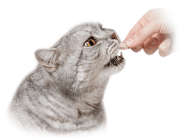 Cat Feeding LignoPets