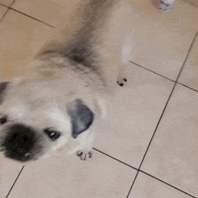 « A healthy snack my dog loves to eat-feeding made easy! »