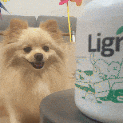 « My dog loves the taste and Keeps asking for more! »